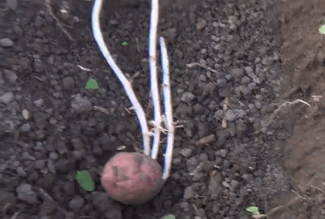 Посадка картошки с ростками до 15 см