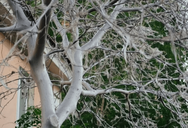 Черемуха, пораженная гусеницами горностаевой моли