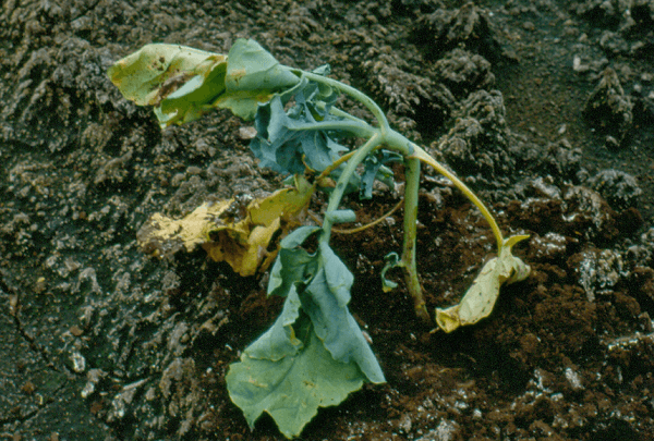 Признаки поражения растений капустной мухой