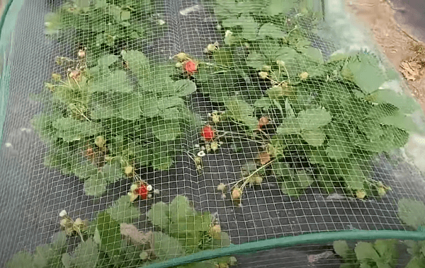 Как защитить ягоды от птиц на дачном участке