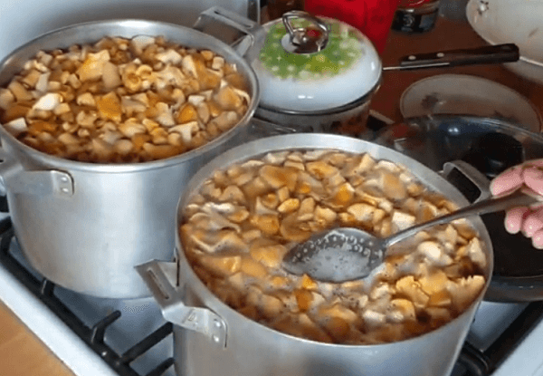 Грибы лисички на зиму – рецепты приготовления