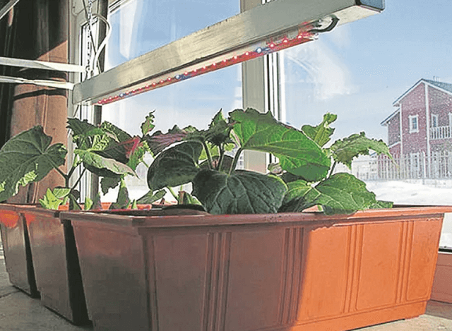 Огурцы на подоконнике – выращивание и уход в домашних условиях зимой