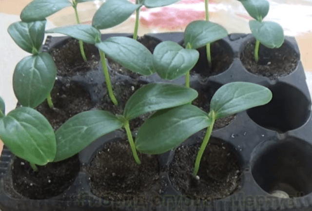 Огурцы на подоконнике – выращивание и уход в домашних условиях зимой