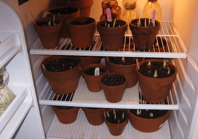 Выгонка тюльпанов в домашних условиях – сроки посадки и технология выращивания